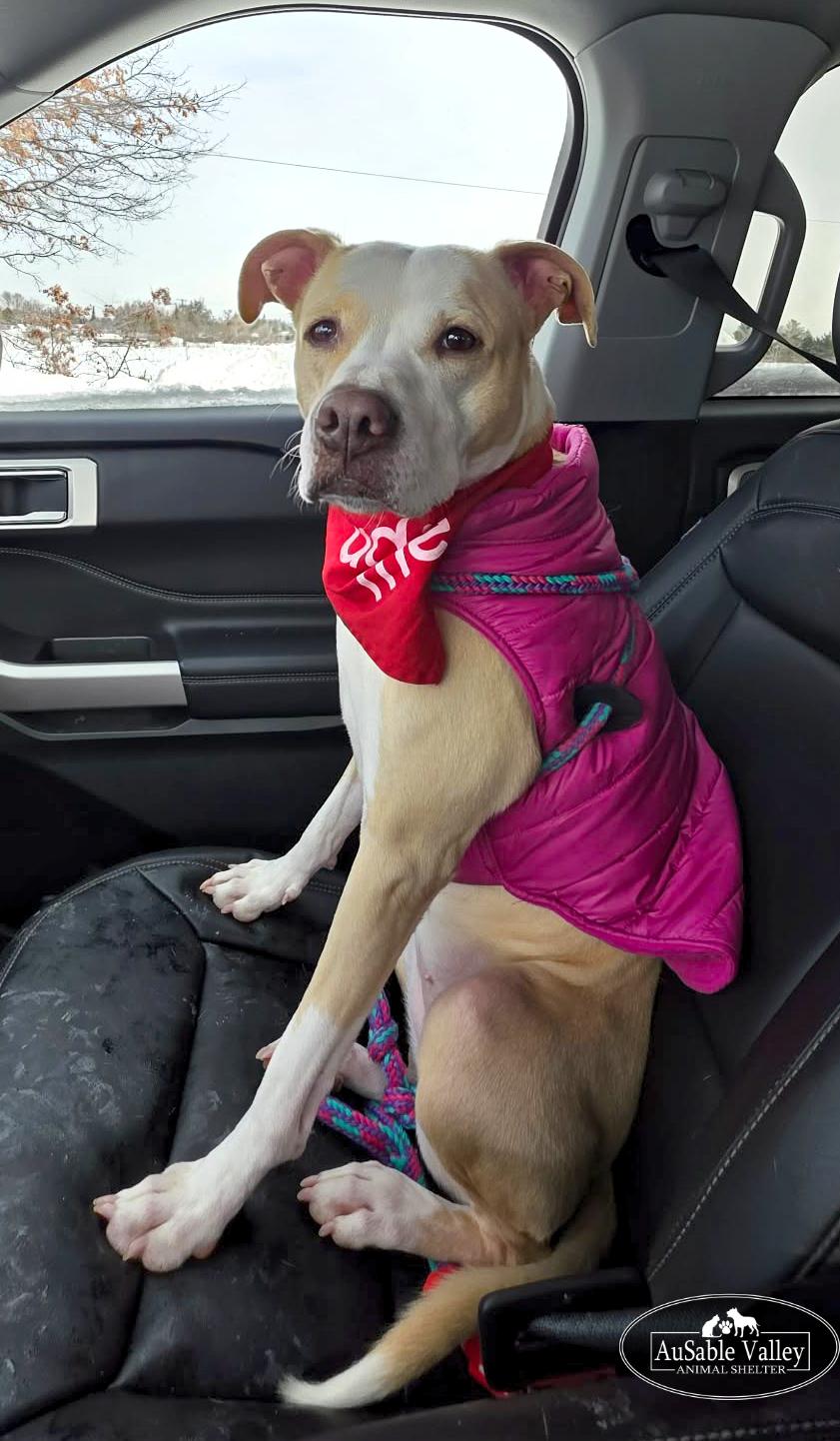 Sabrina , a Adoptable mixed breed in Grayling, MI image 5/6