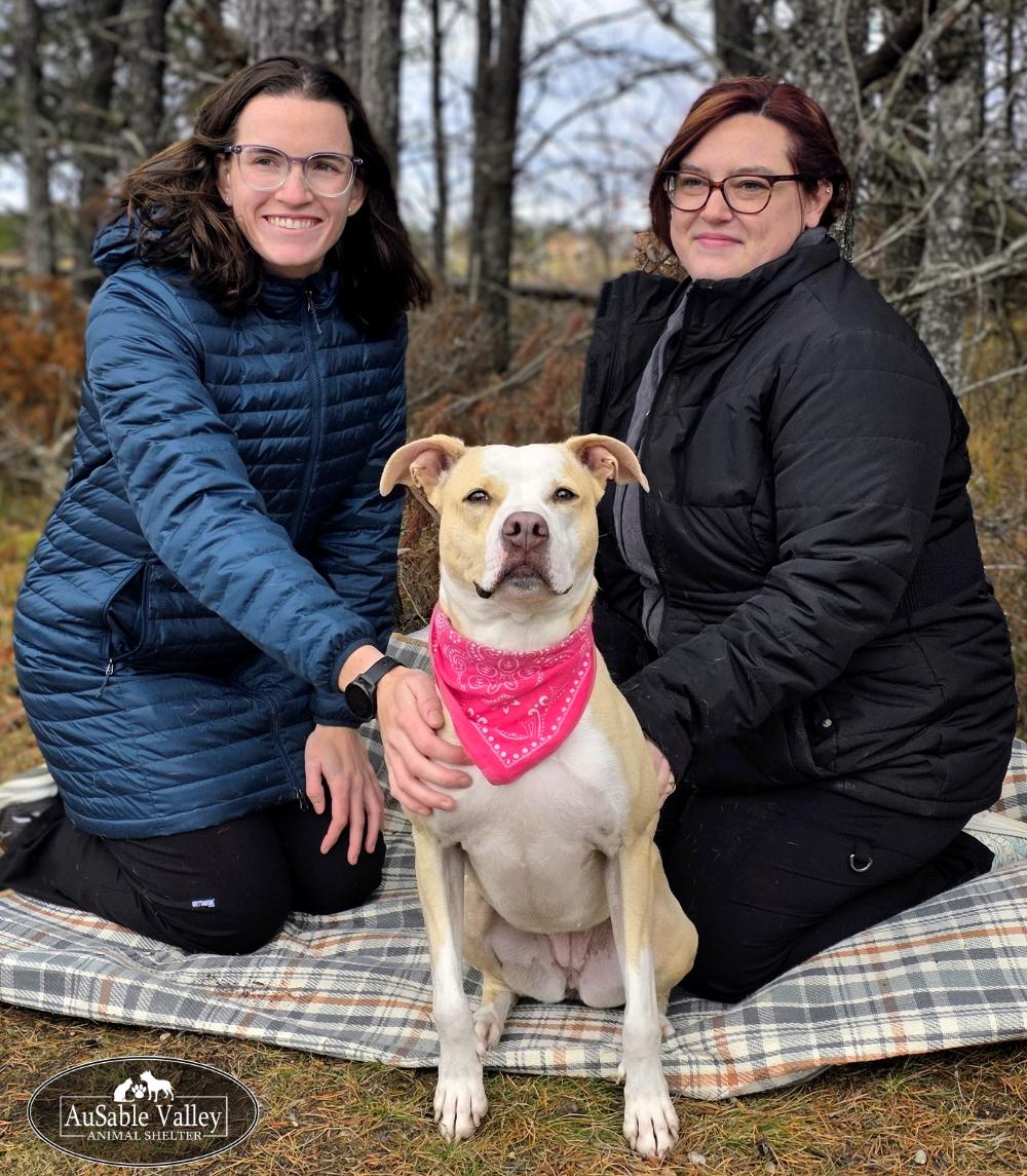 Sabrina Bark-Penter, an adoptable Mixed Breed in Grayling, MI, 49738 | Photo Image 1