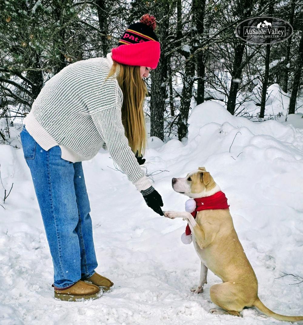 Sabrina Bark-Penter, a Adoptable mixed breed in Grayling, MI image 5/6