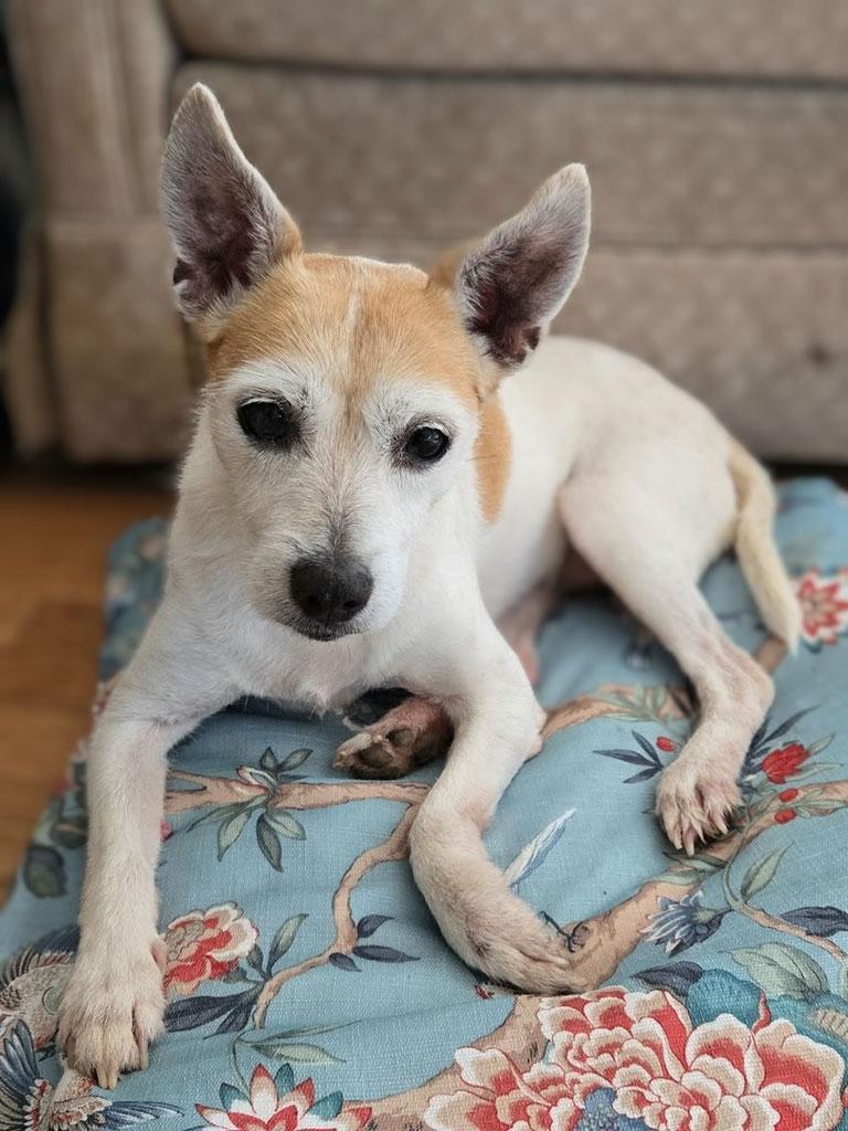 Gillie, a ADOPTABLE mixed breed in Bowie, MD image 2/3