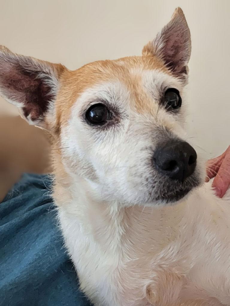 Gillie, ADOPTABLE, Senior Female Fox Terrier.