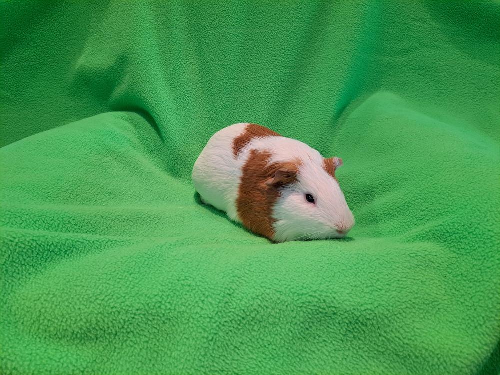 Pippin, Adoptable, Adult Male Guinea Pig & Guinea Pig.