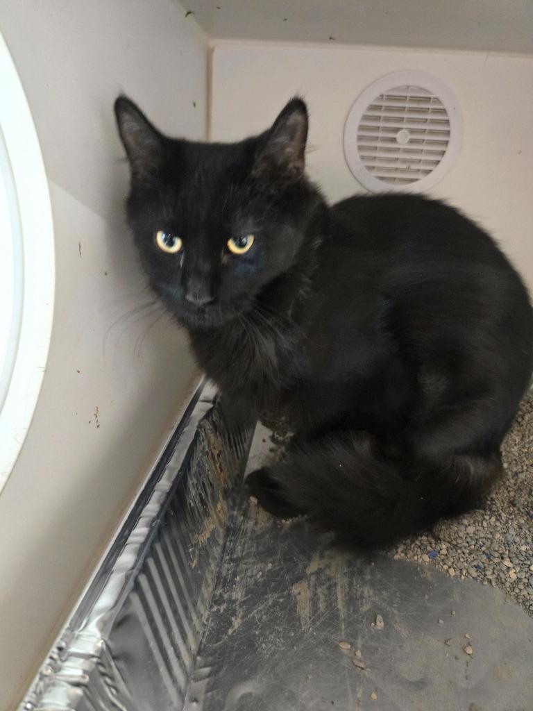 Jinu, Adoptable, Young Male Domestic Medium Hair.