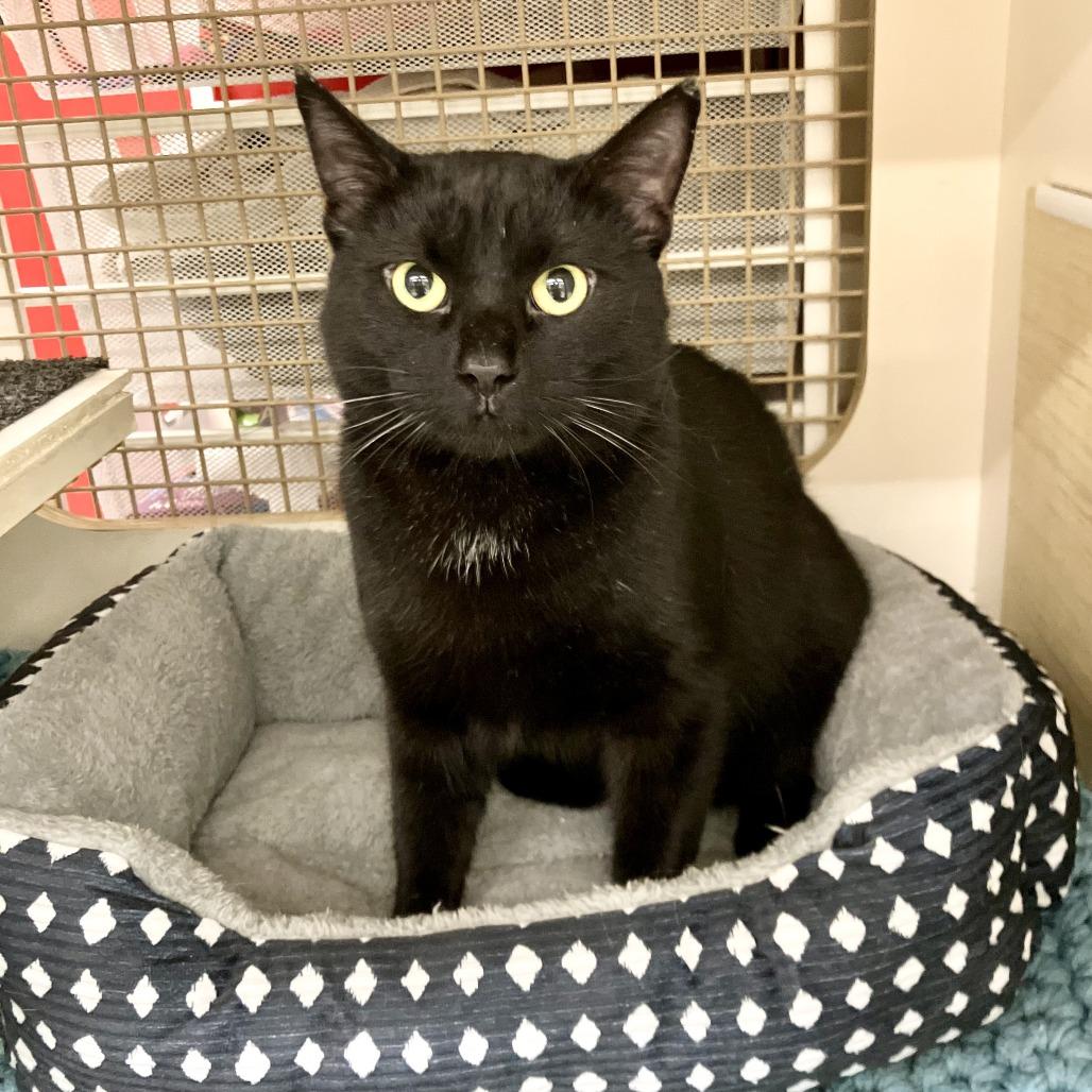 Mystic McKenzie, Adoptable, Adult Female Domestic Short Hair.