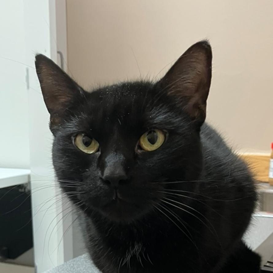 Enlarge Mystic McKenzie, a Adoptable Domestic Short Hair in Merrifield, VA image 2/6