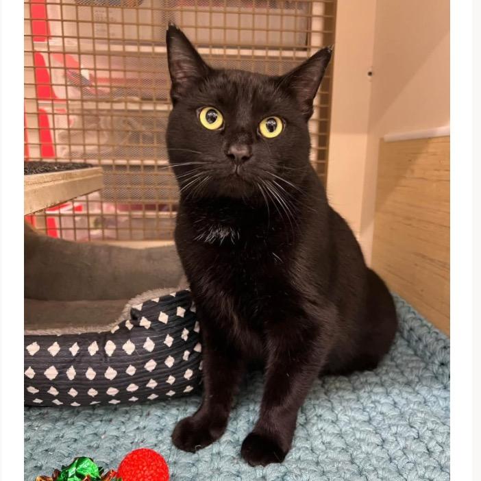 Enlarge Mystic McKenzie, a Adoptable Domestic Short Hair in Merrifield, VA image 3/6