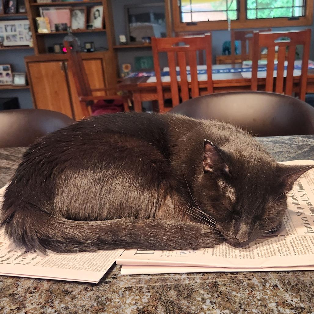Enlarge Mystic McKenzie, a Adoptable Domestic Short Hair in Merrifield, VA image 4/6