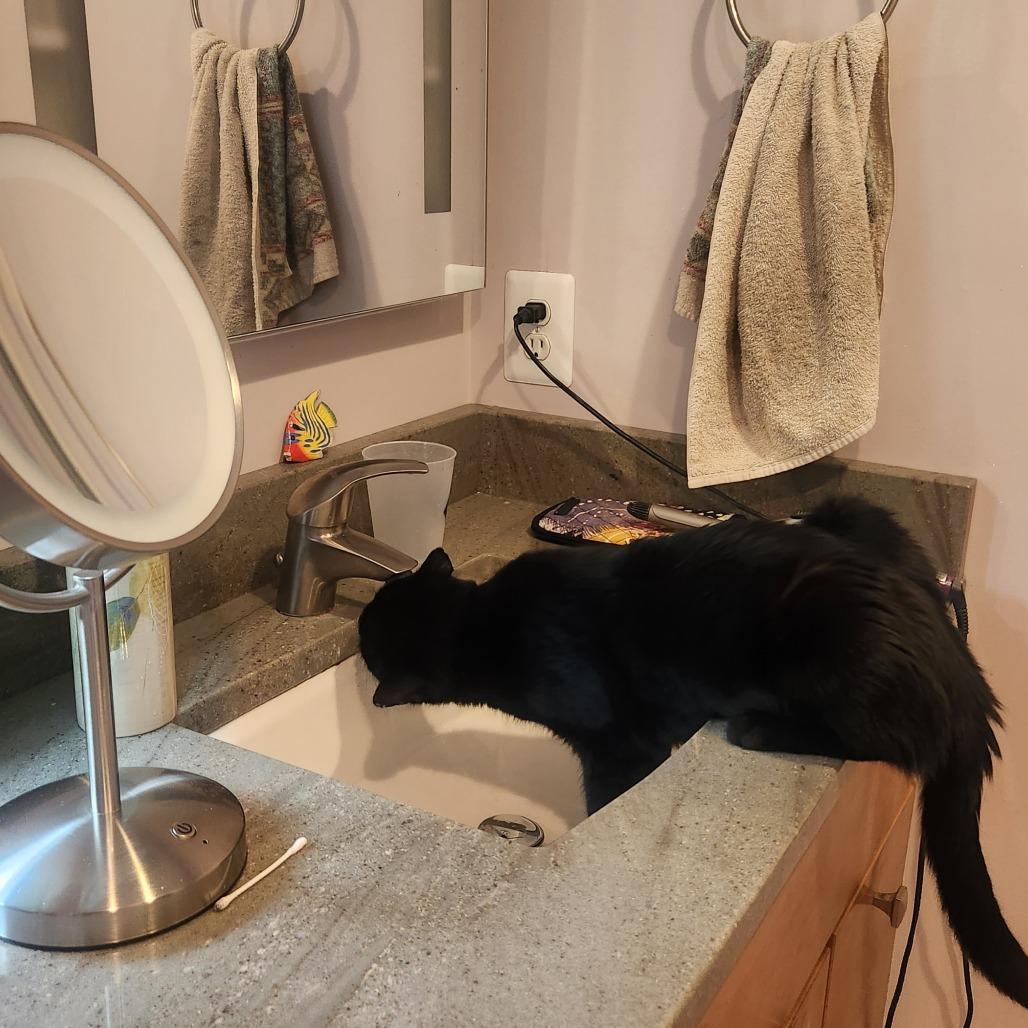 Enlarge Mystic McKenzie, a Adoptable Domestic Short Hair in Merrifield, VA image 5/6