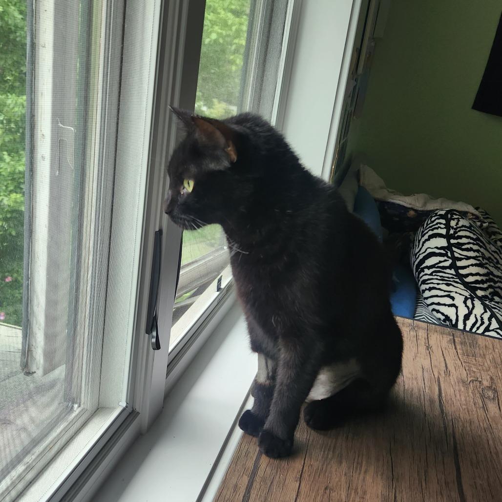 Enlarge Mystic McKenzie, a Adoptable Domestic Short Hair in Merrifield, VA image 6/6