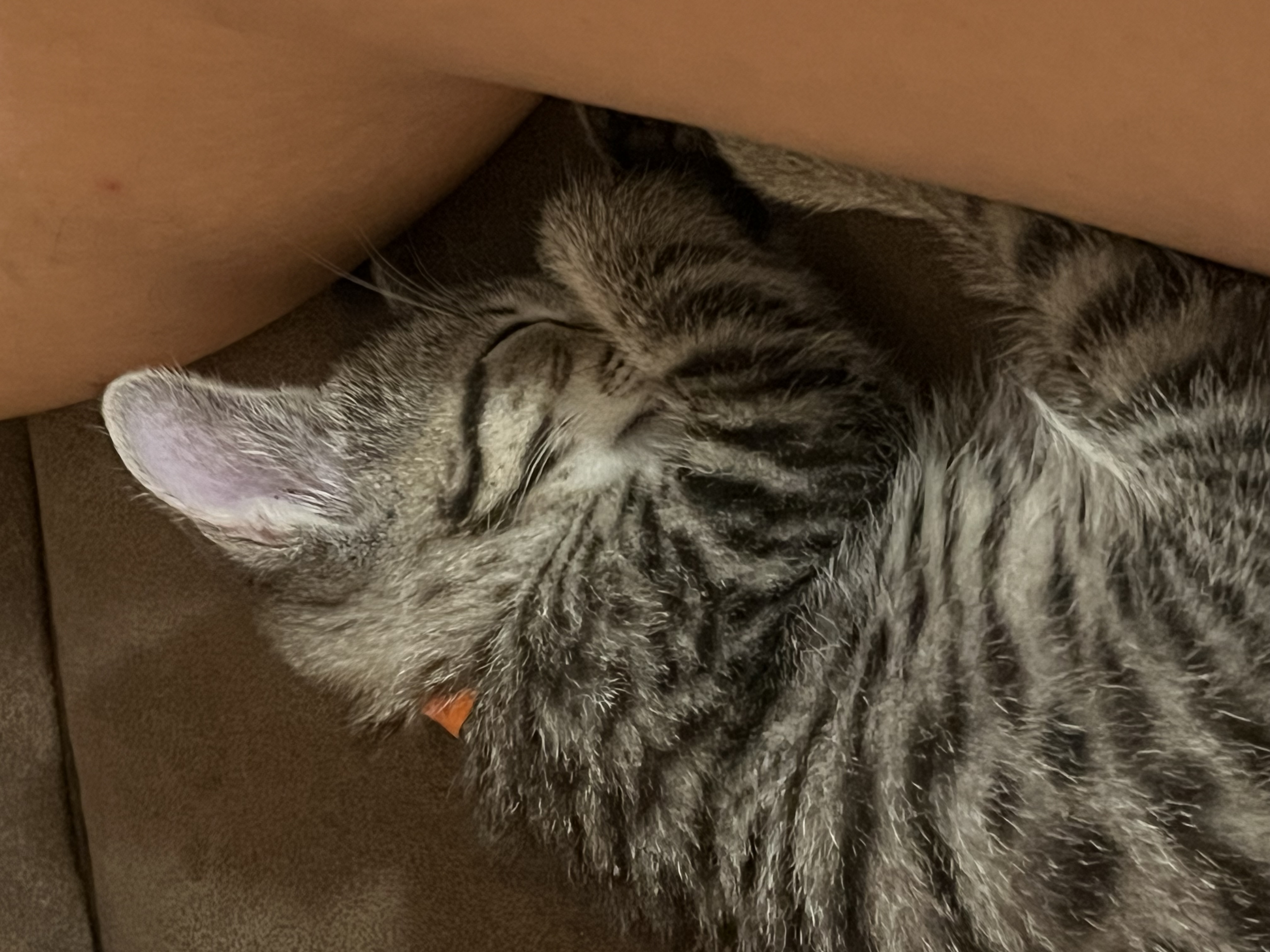 Skully, a Adopted Tabby in Hialeah, FL image 1/4