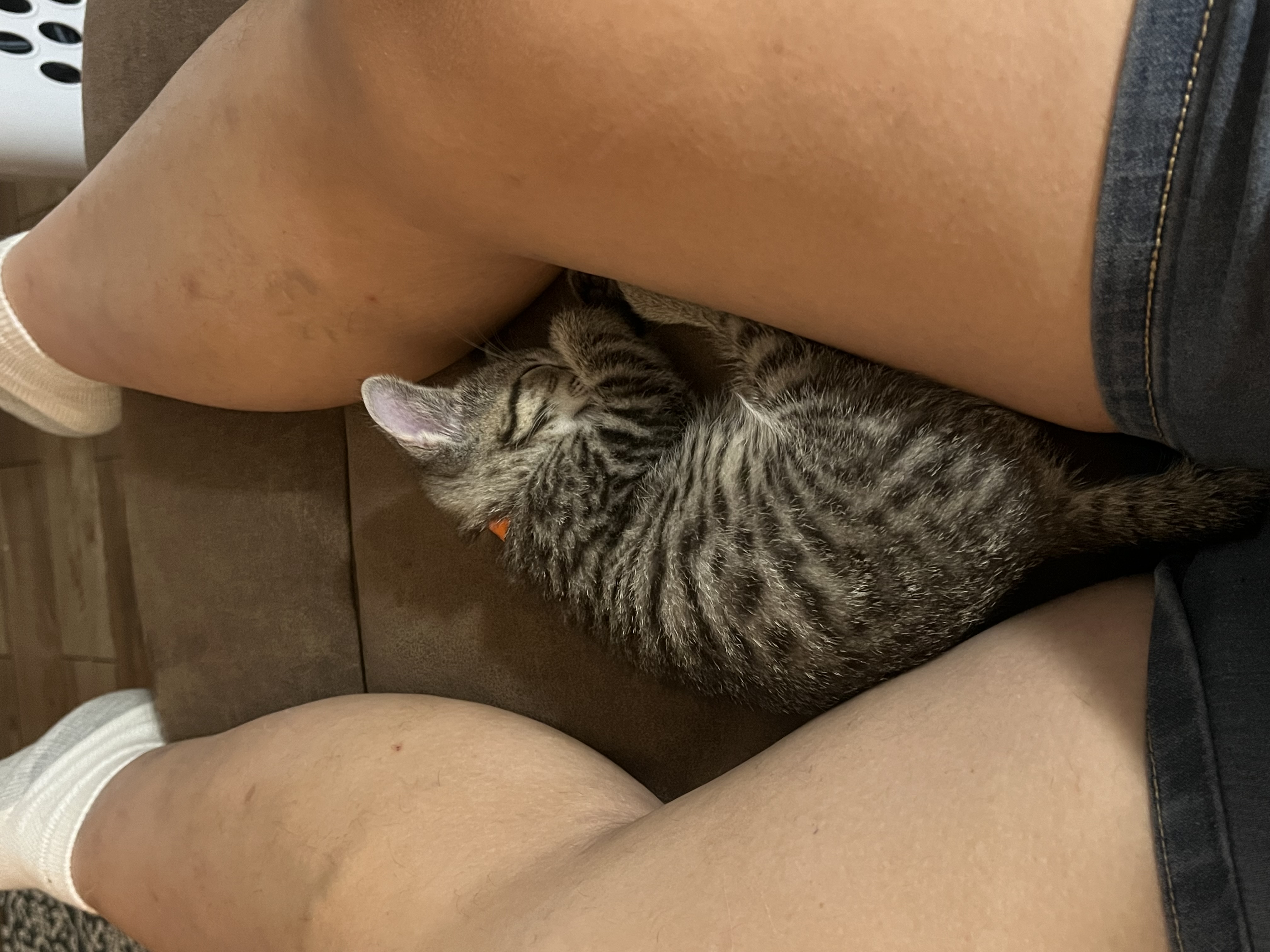 Skully, a Adopted Tabby in Hialeah, FL image 2/4