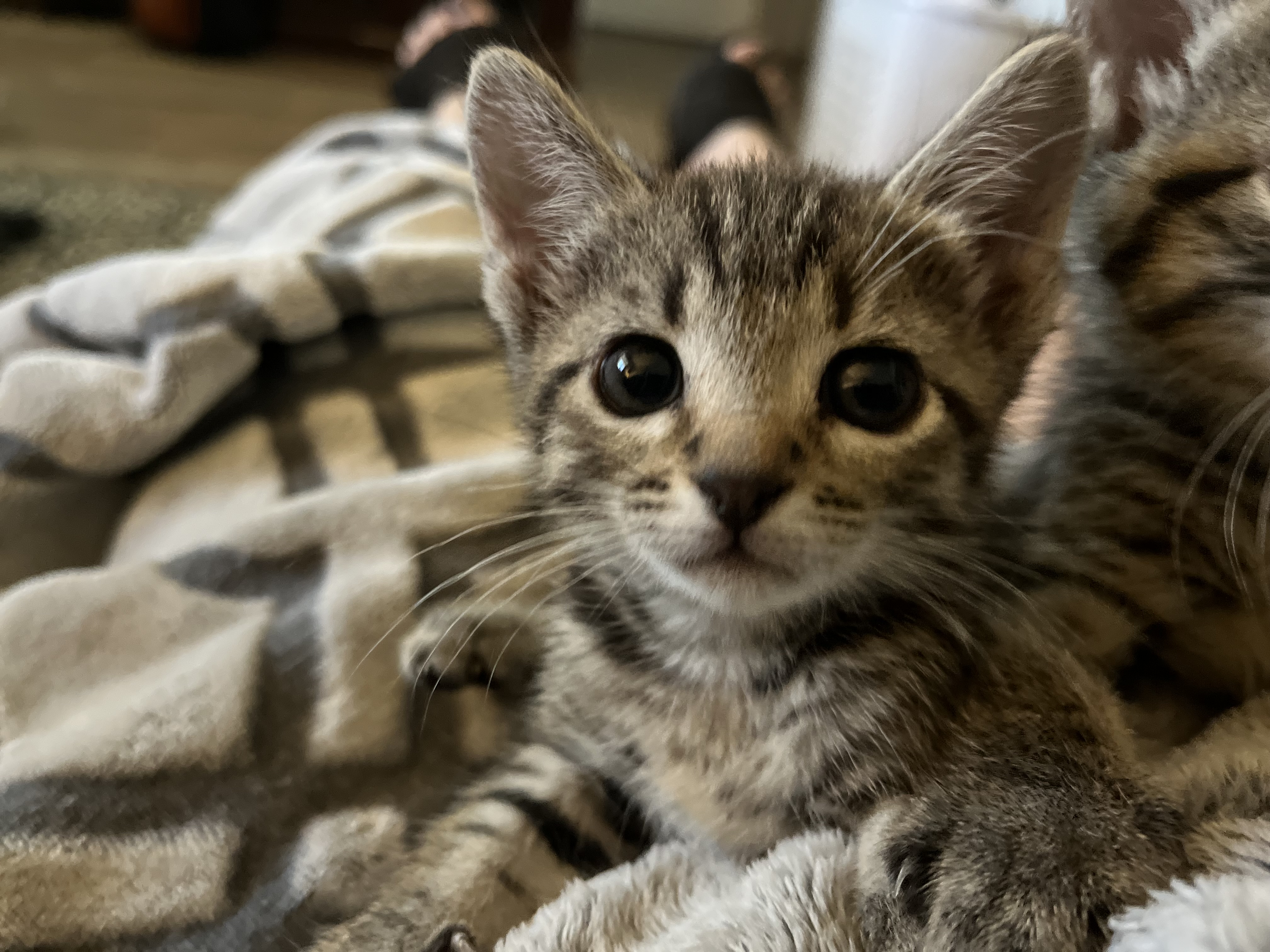 Skully, a Adopted Tabby in Hialeah, FL image 3/4