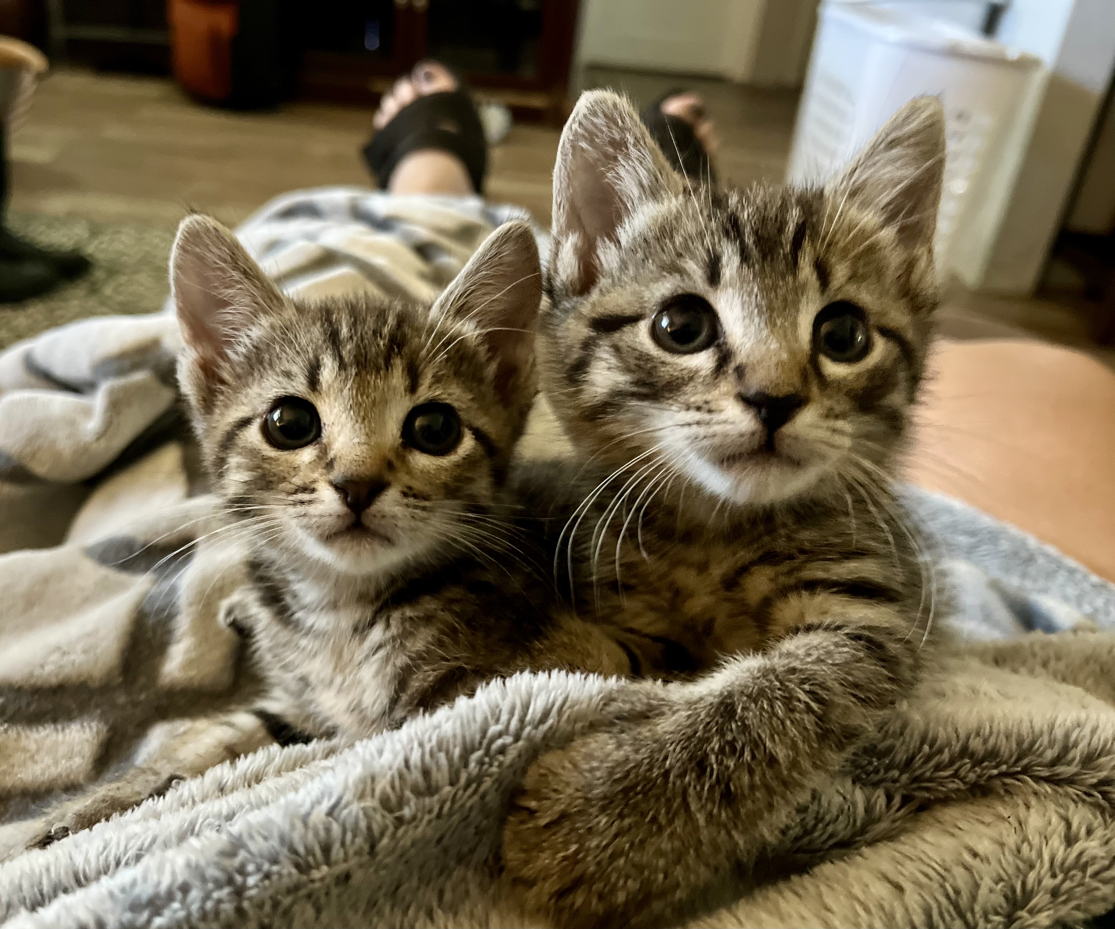 Skully, a Adopted Tabby in Hialeah, FL image 4/4