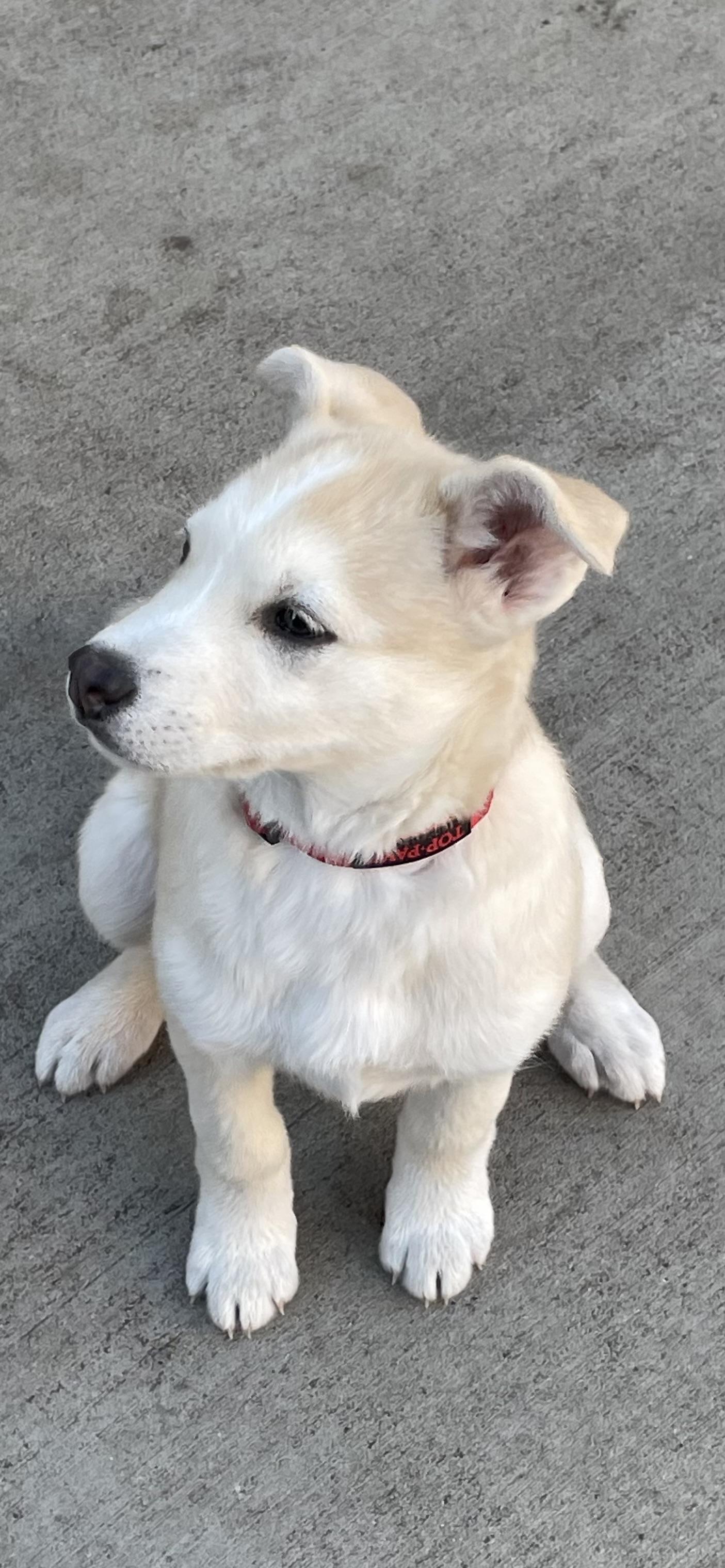 Mouse, Adoptable, Puppy Female Mixed Breed.