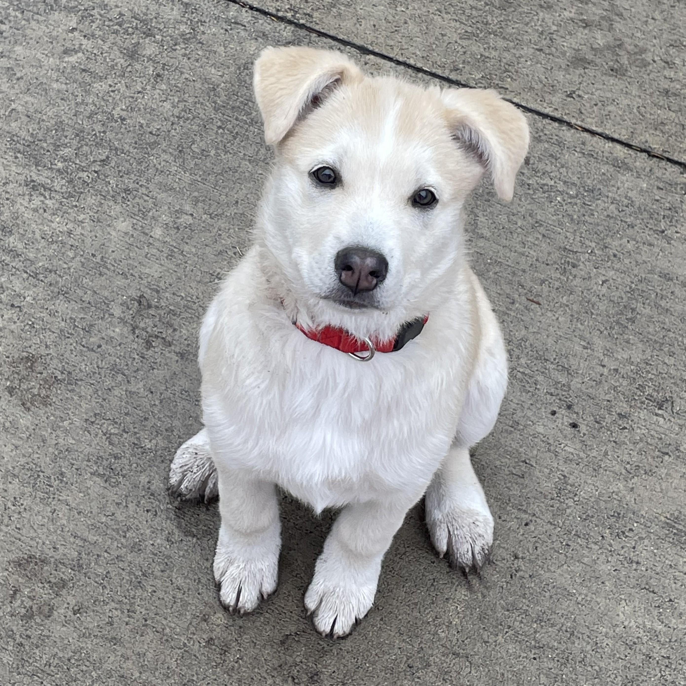 Mouse, a Adoptable Mixed Breed in Saskatoon, SK image 1/5