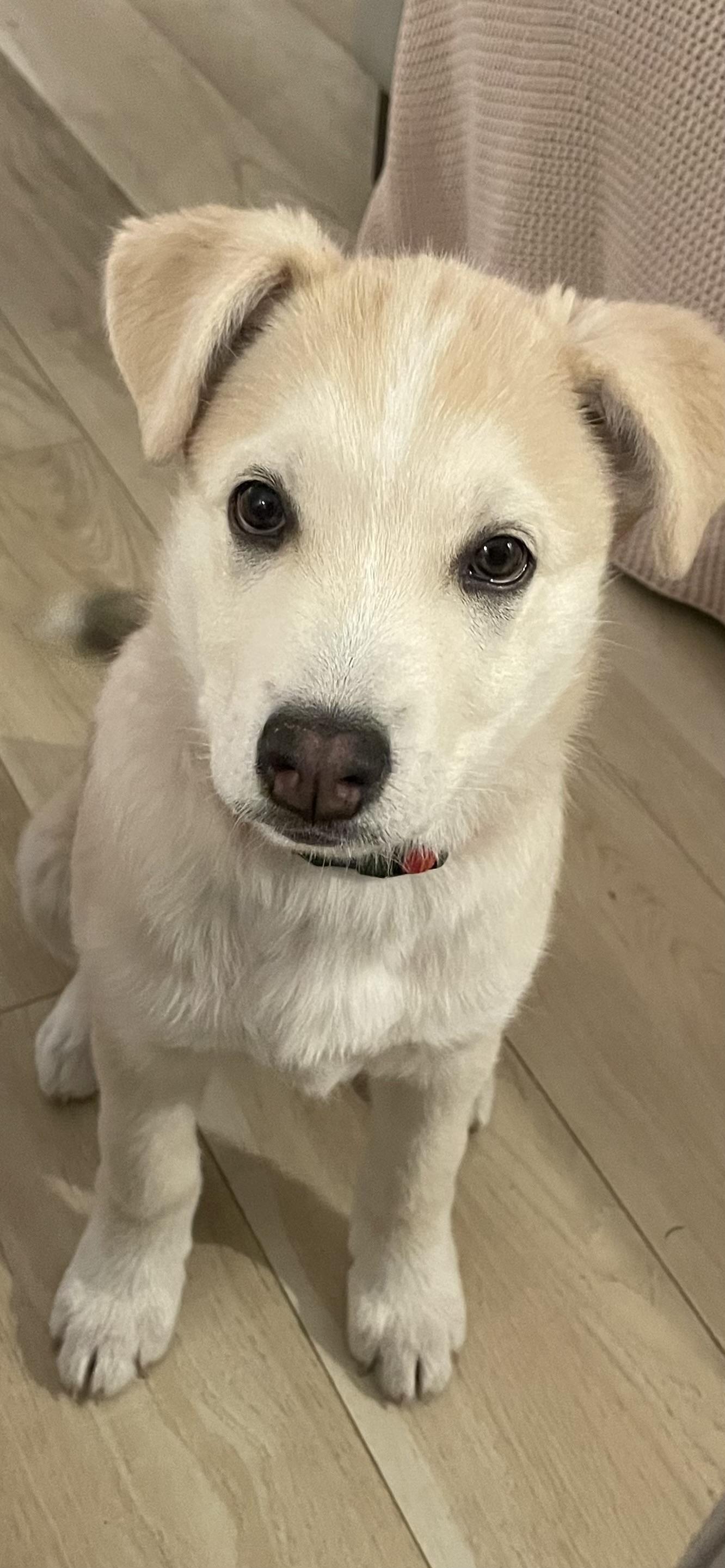 Mouse, a Adoptable Mixed Breed in Saskatoon, SK image 4/5