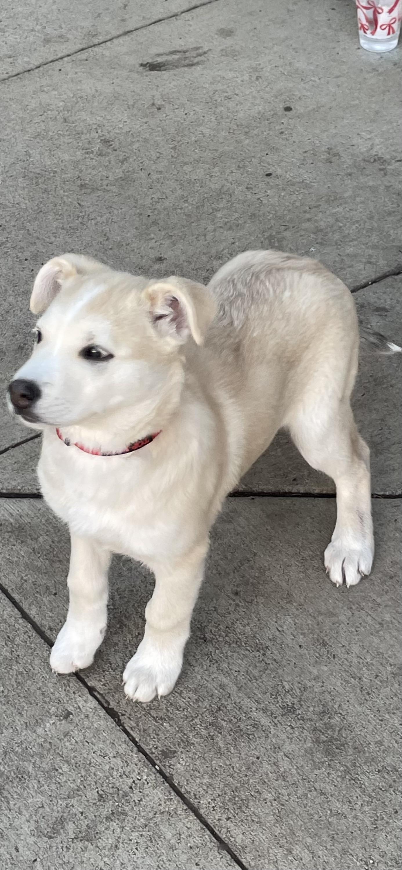 Mouse, a Adoptable Mixed Breed in Saskatoon, SK image 5/5