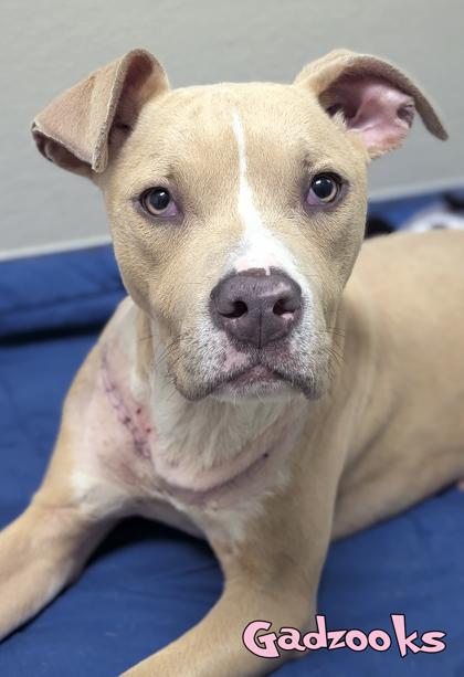 Gadzooks (in foster), Adoptable, Adult Male Pit Bull Terrier & Mixed Breed.