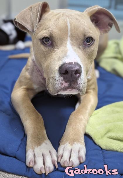 Gadzooks (in foster), a Adoptable mixed breed in Mason, MI image 2/2