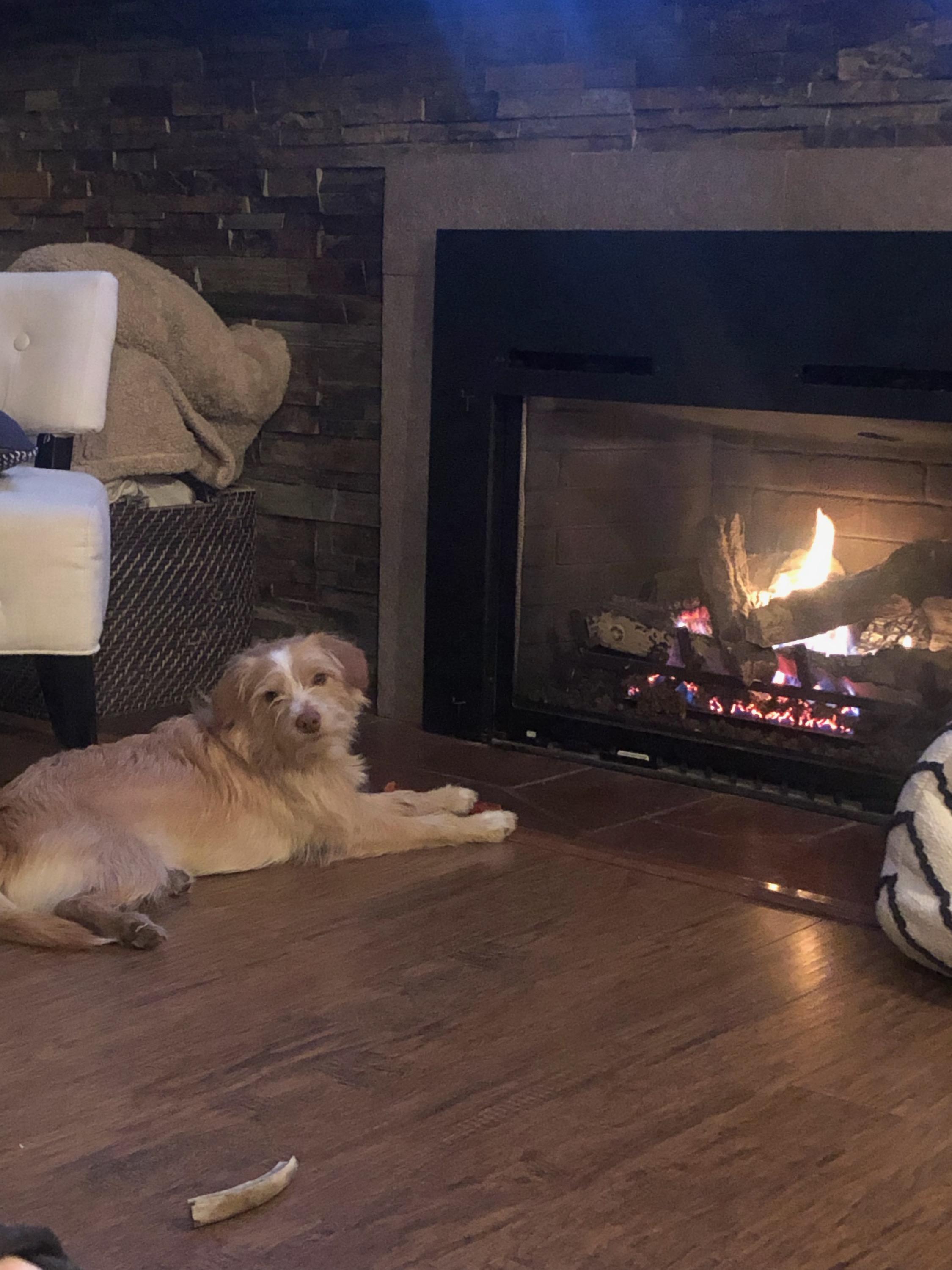 Sammy, an adopted mixed breed in COEUR D ALENE, ID image 4/5