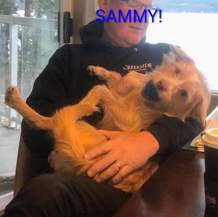 Sammy, an adopted mixed breed in COEUR D ALENE, ID image 5/5