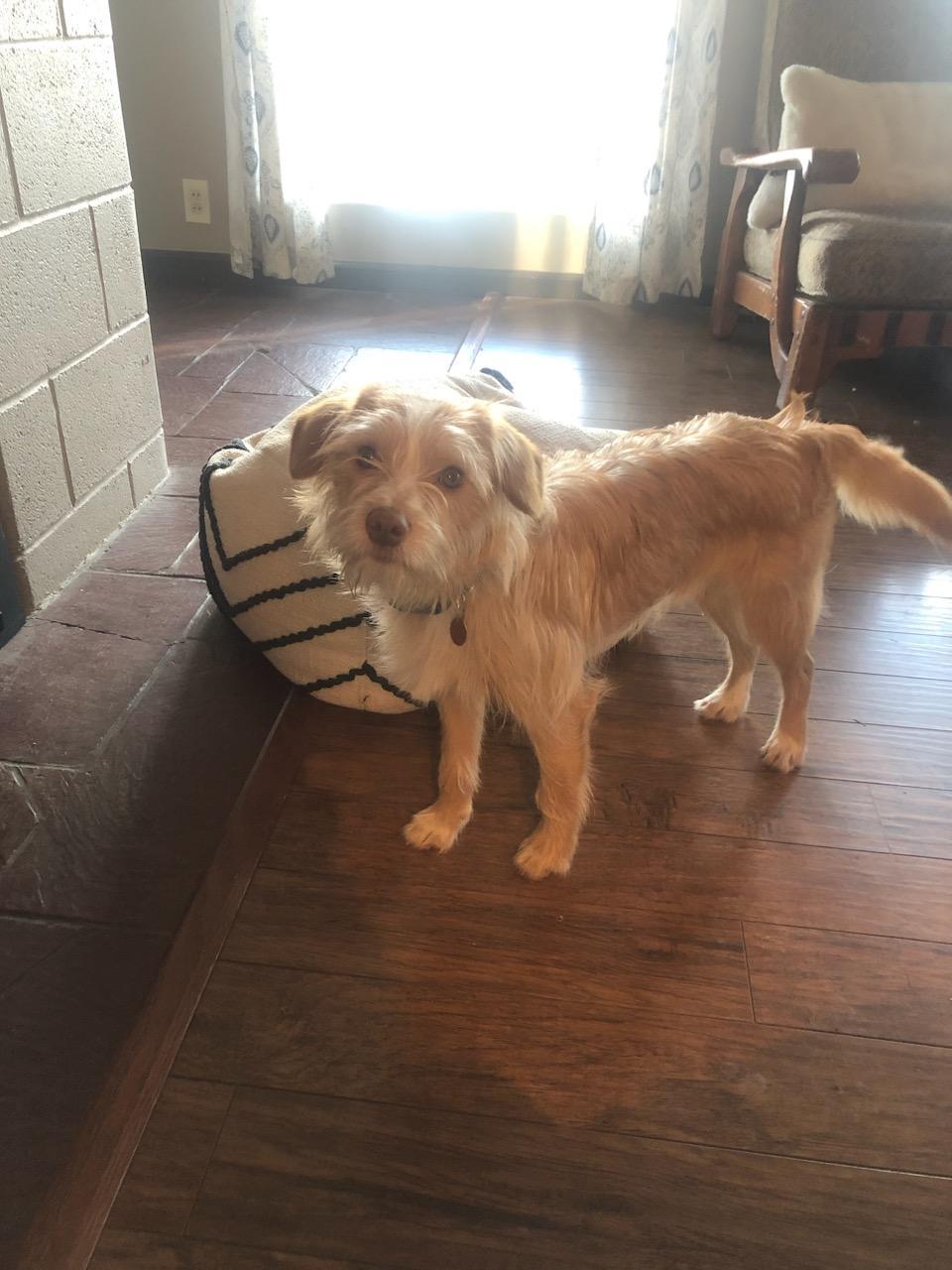 Sammy, an adopted mixed breed in COEUR D ALENE, ID image 3/5