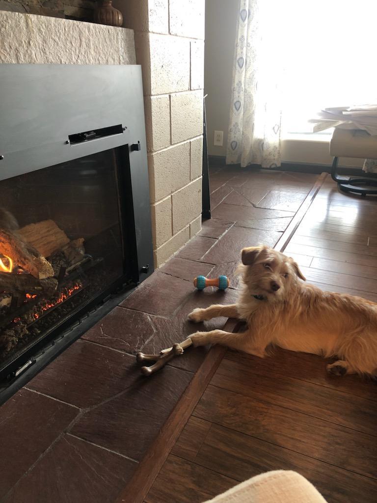 Sammy, an adopted mixed breed in COEUR D ALENE, ID image 2/5
