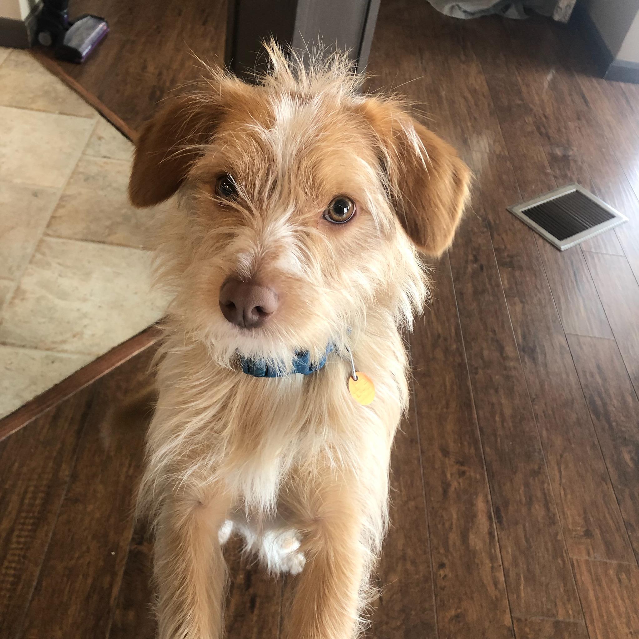 Sammy, adopted, Adult Male Terrier.