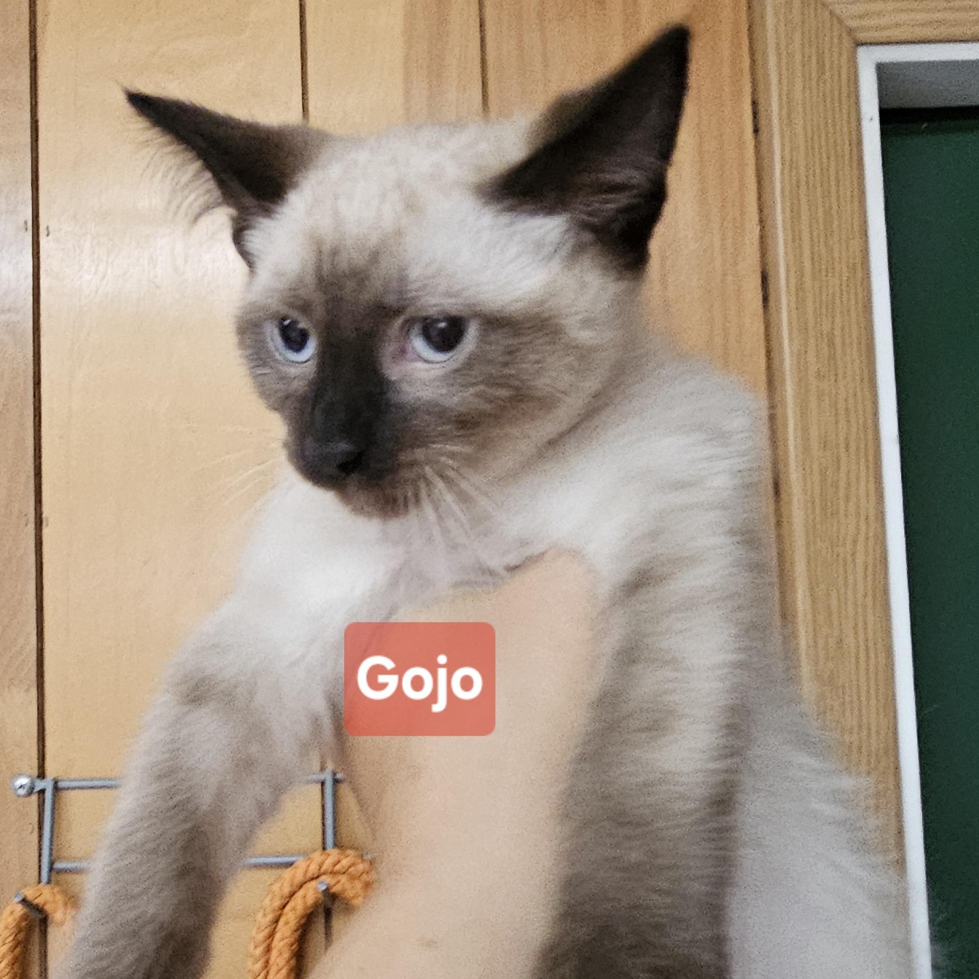 Enlarge JJK Litter, a ADOPTABLE mixed breed in The Dalles, OR image 1/3