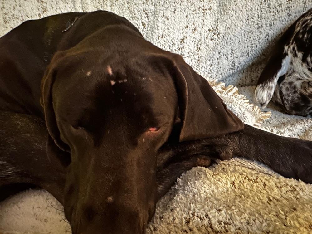 Hank, Adopted, Adult Male German Shorthaired Pointer.