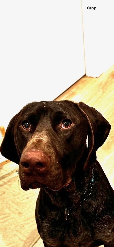 Enlarge Hank, a Adopted German Shorthaired Pointer in Cottage Grove, WI image 2/6