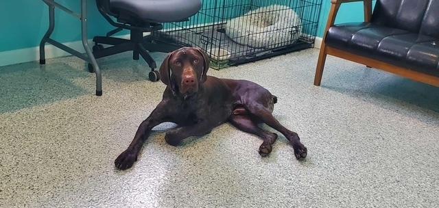 Enlarge Hank, a Adopted German Shorthaired Pointer in Cottage Grove, WI image 3/6