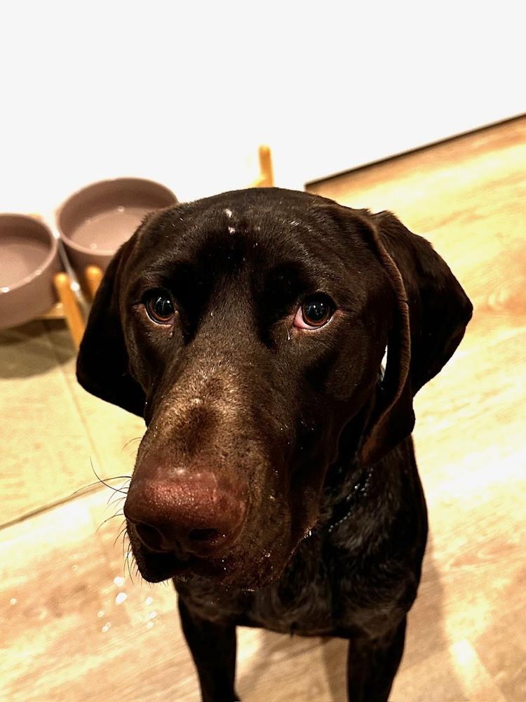 Enlarge Hank, a Adopted German Shorthaired Pointer in Cottage Grove, WI image 4/6