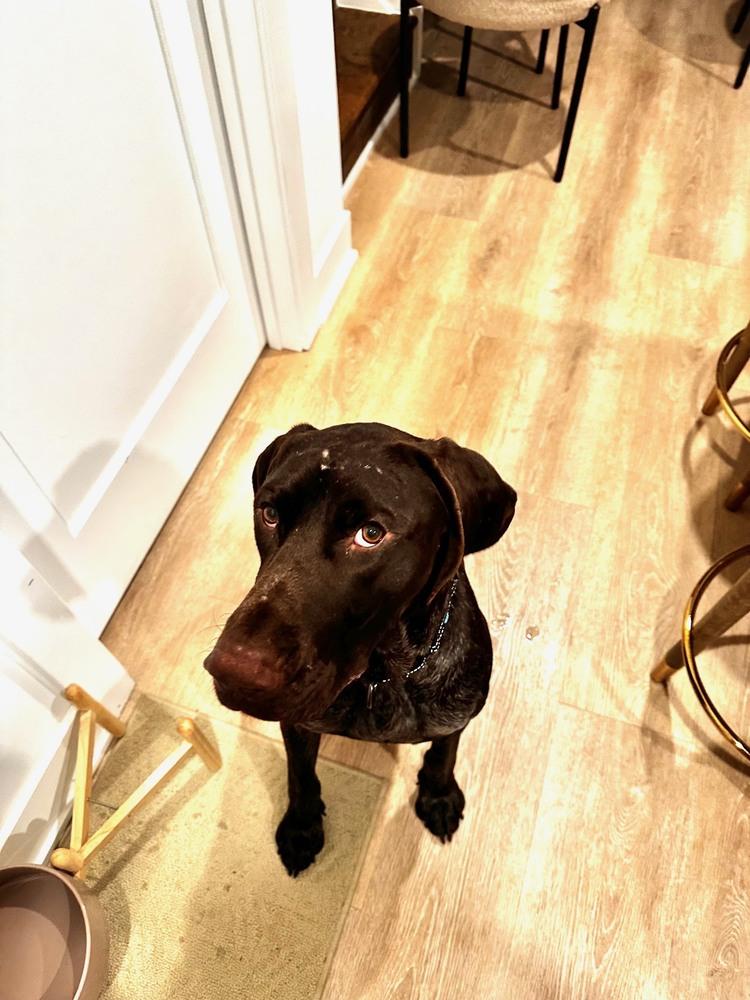 Enlarge Hank, a Adopted German Shorthaired Pointer in Cottage Grove, WI image 5/6
