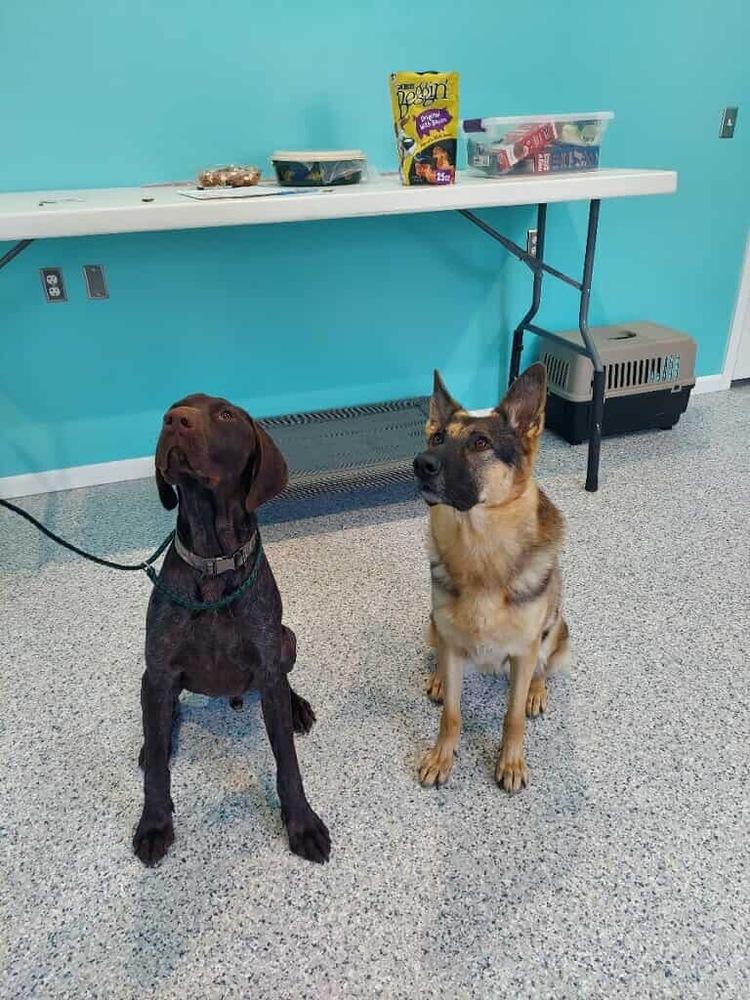 Enlarge Hank, a Adopted German Shorthaired Pointer in Cottage Grove, WI image 6/6