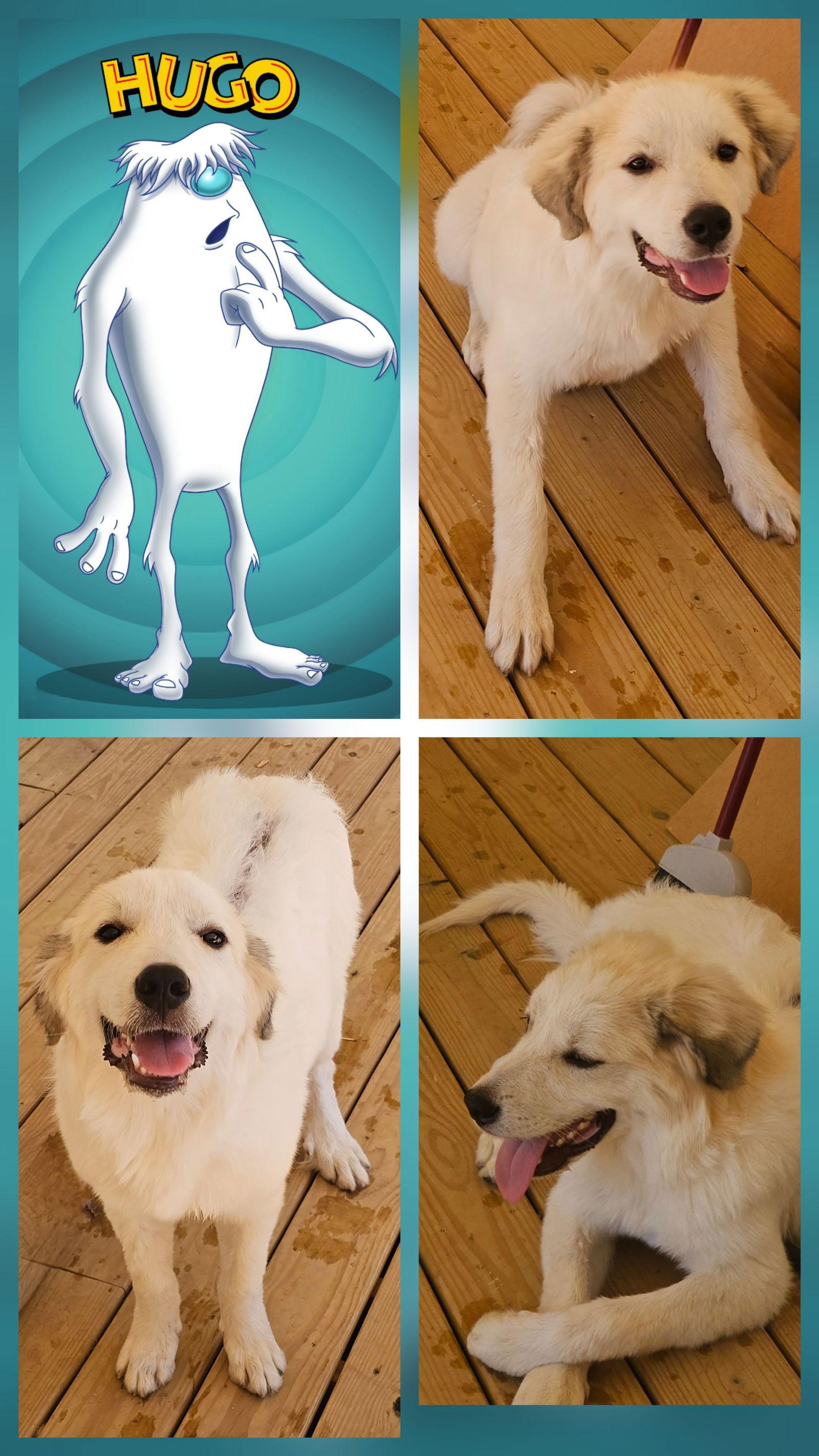 Enlarge Hugo, a Adopted Great Pyrenees in Griswold, CT image 2/2