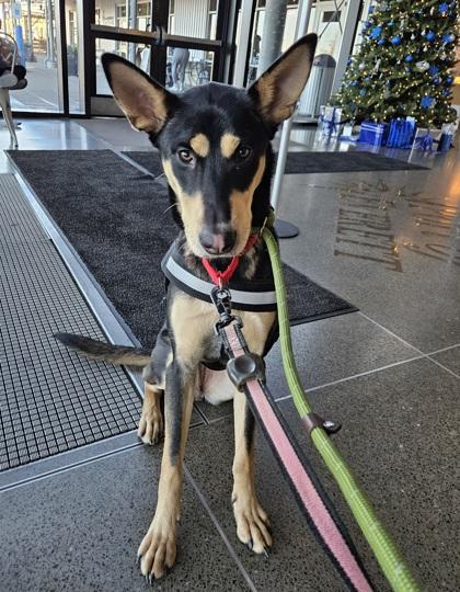 Enlarge Roxi, a Adoptable mixed breed in Everett, WA image 1/3