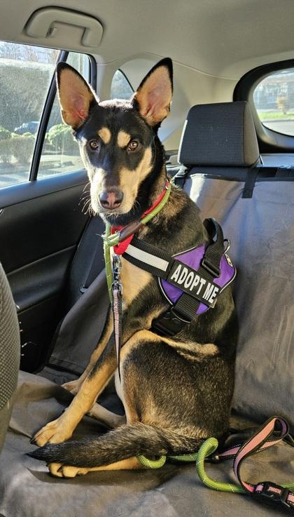 Enlarge Roxi, a Adoptable mixed breed in Everett, WA image 2/3