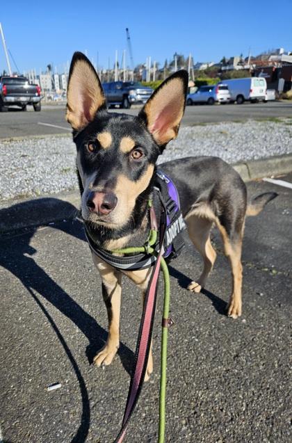 Enlarge Roxi, a Adoptable mixed breed in Everett, WA image 3/3