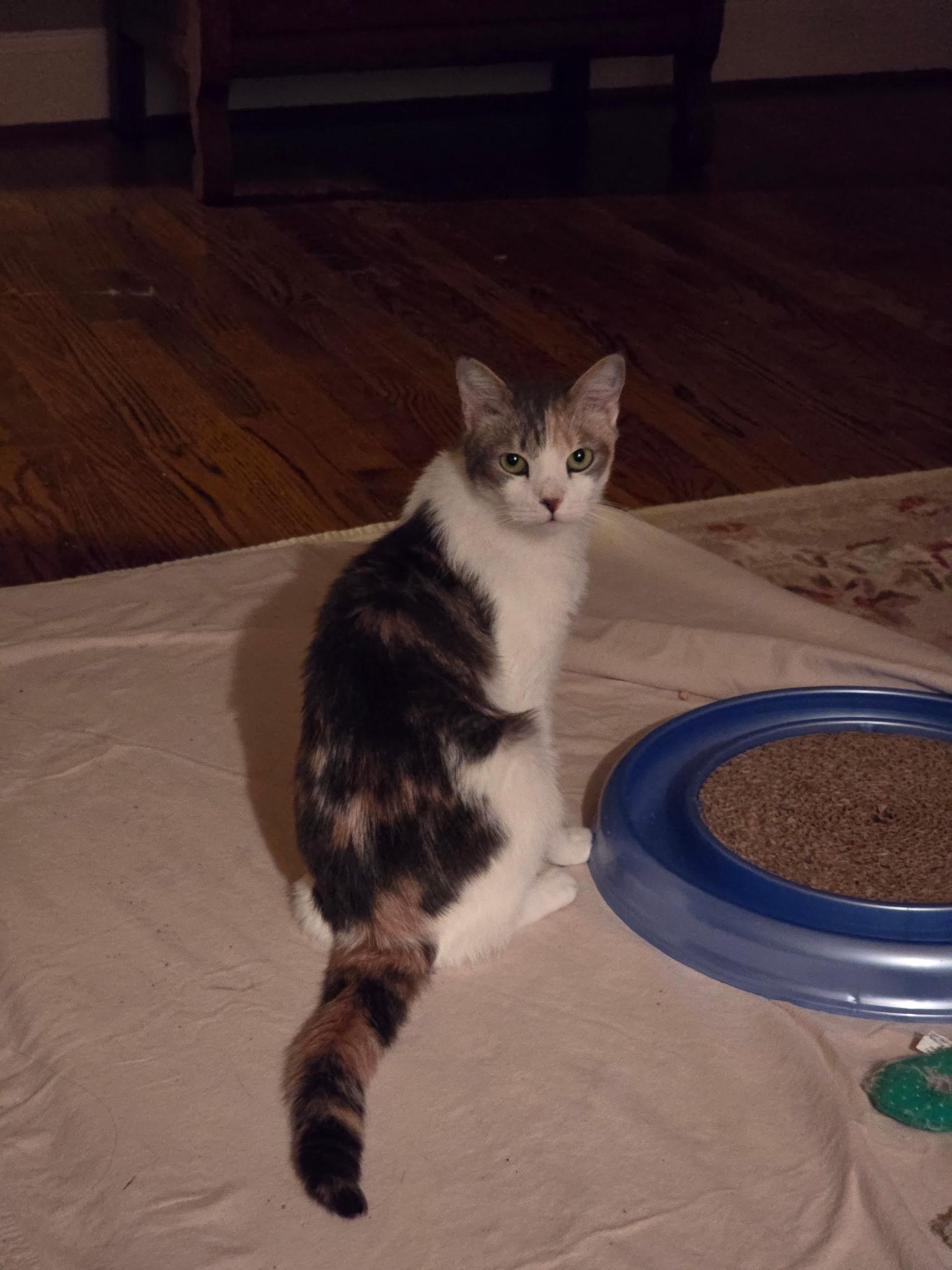 Farah, adoptable, Adult Female Domestic Medium Hair.