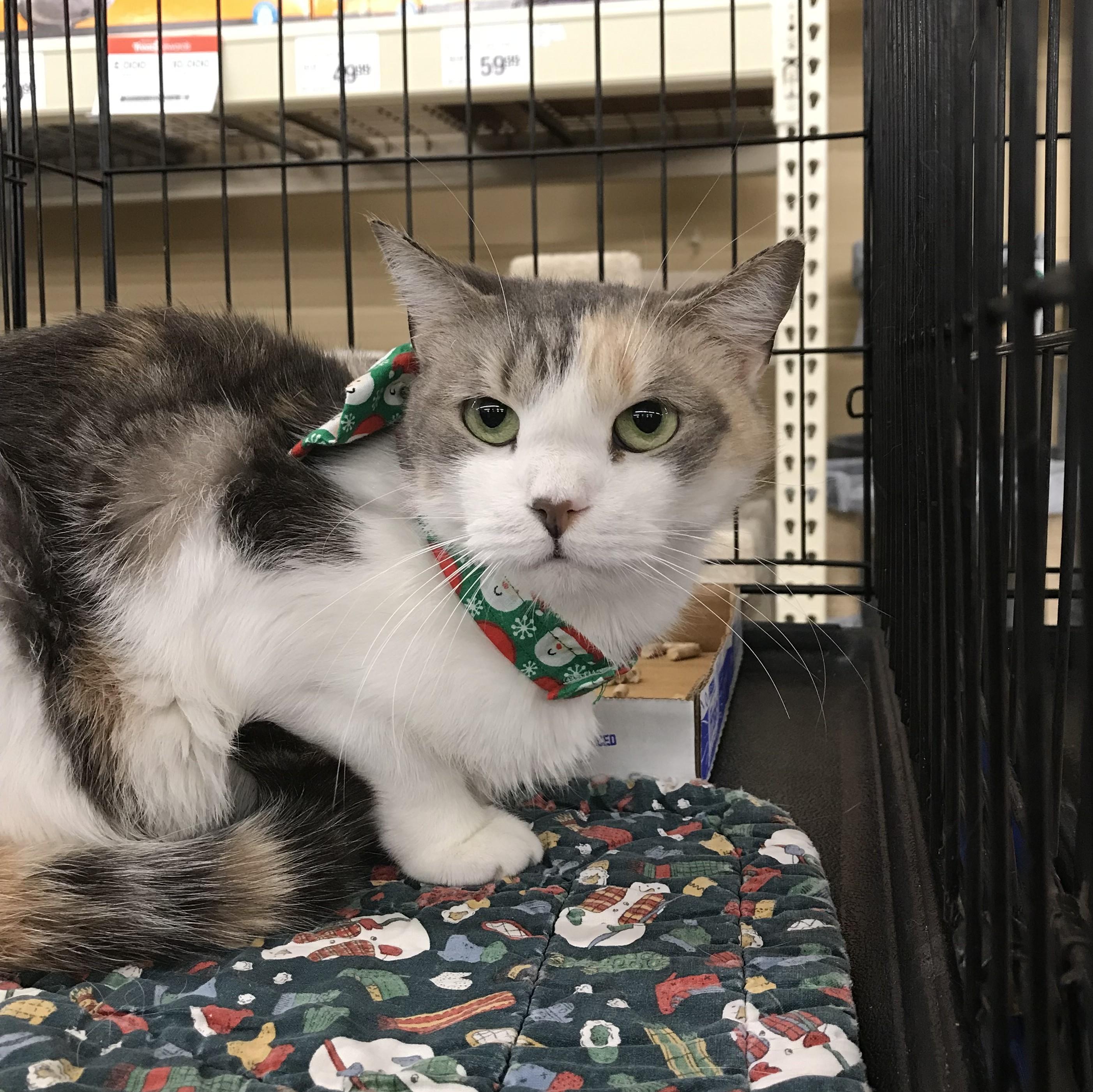 Farah, adoptable, Adult Female Domestic Medium Hair.