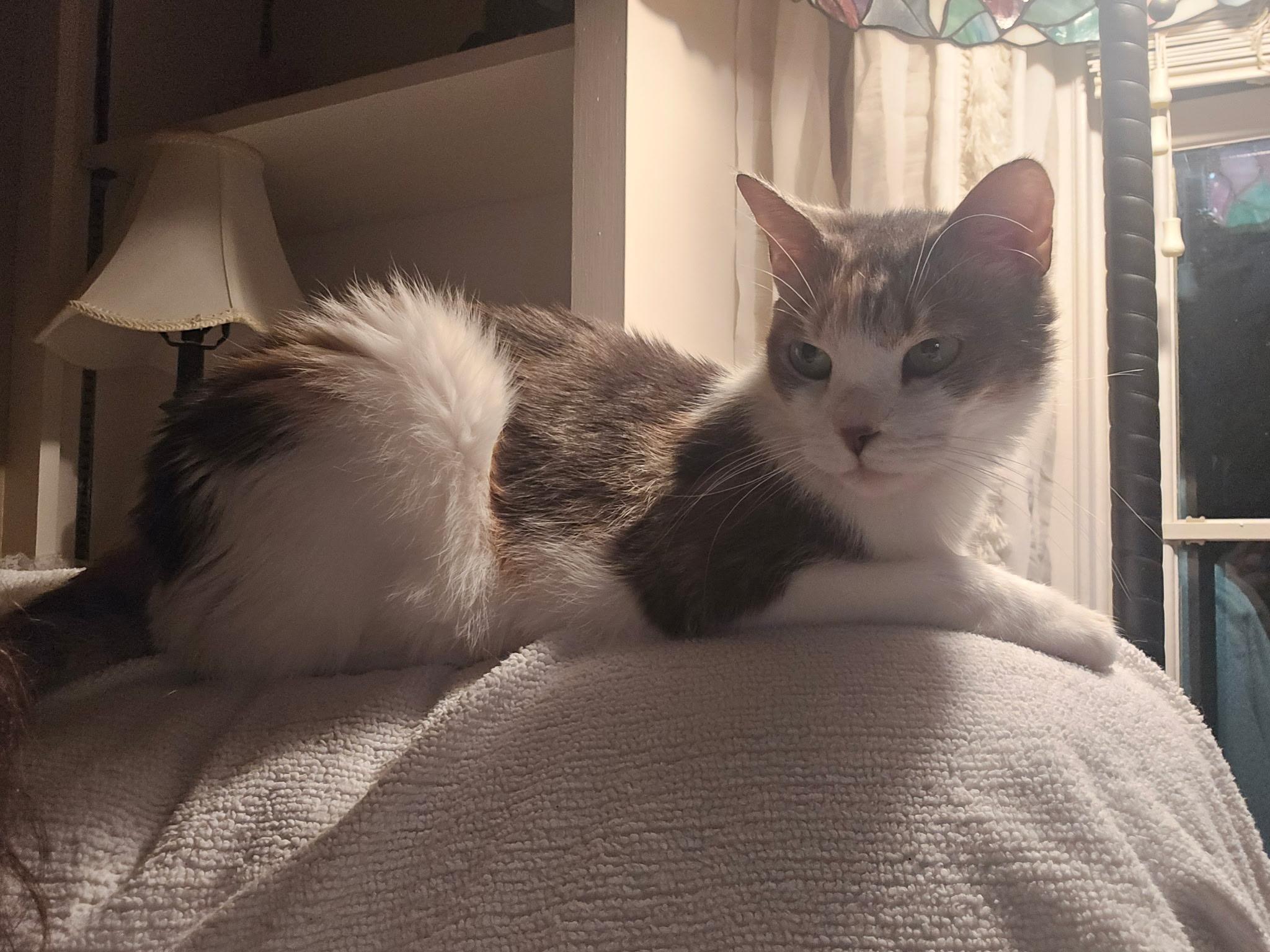 Enlarge Farah, an adoptable Domestic Medium Hair in Columbia, SC image 2/5