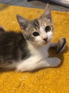 Enlarge Farah, an adoptable Domestic Medium Hair in Columbia, SC image 3/3