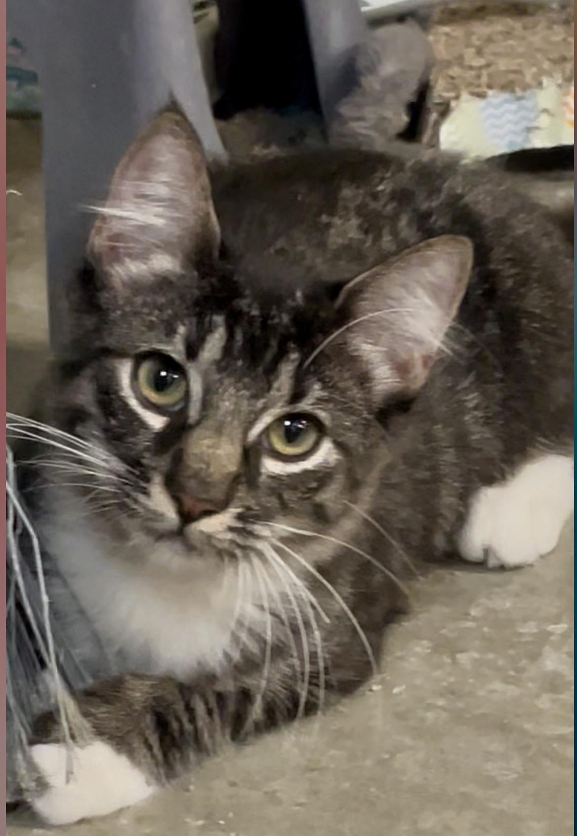 Nova, Adoptable, Young Female Domestic Medium Hair.