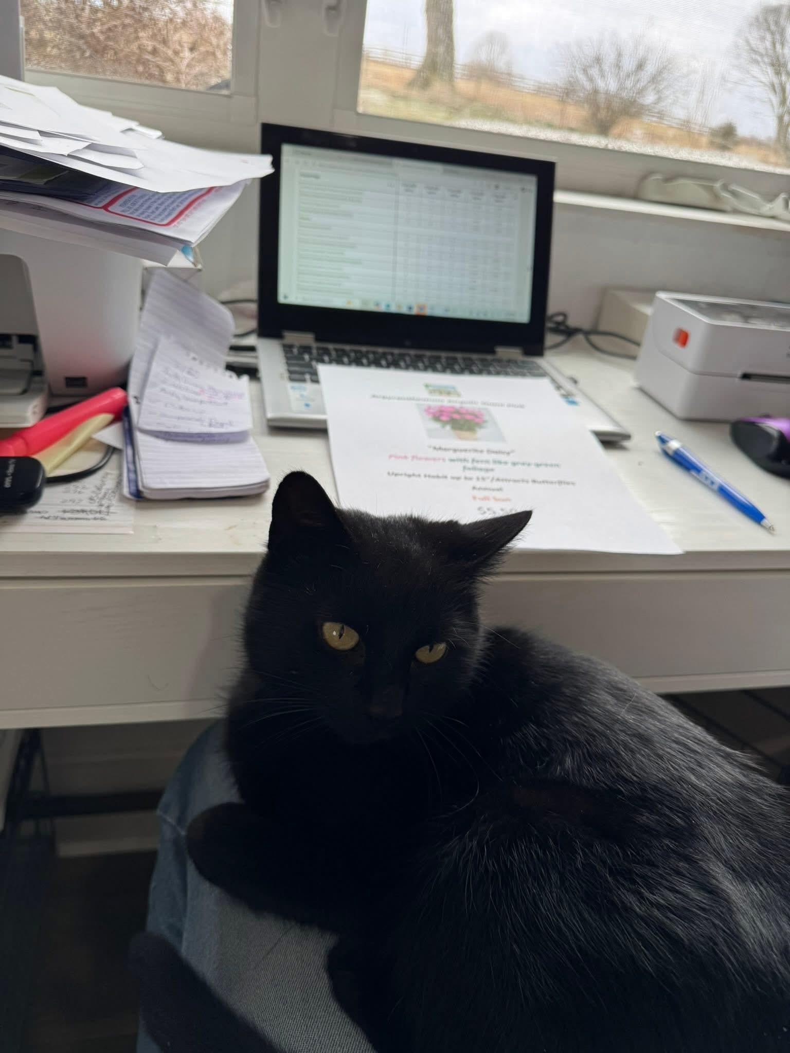 Flower, a Adoptable Domestic Short Hair in Willington, CT image 6/6