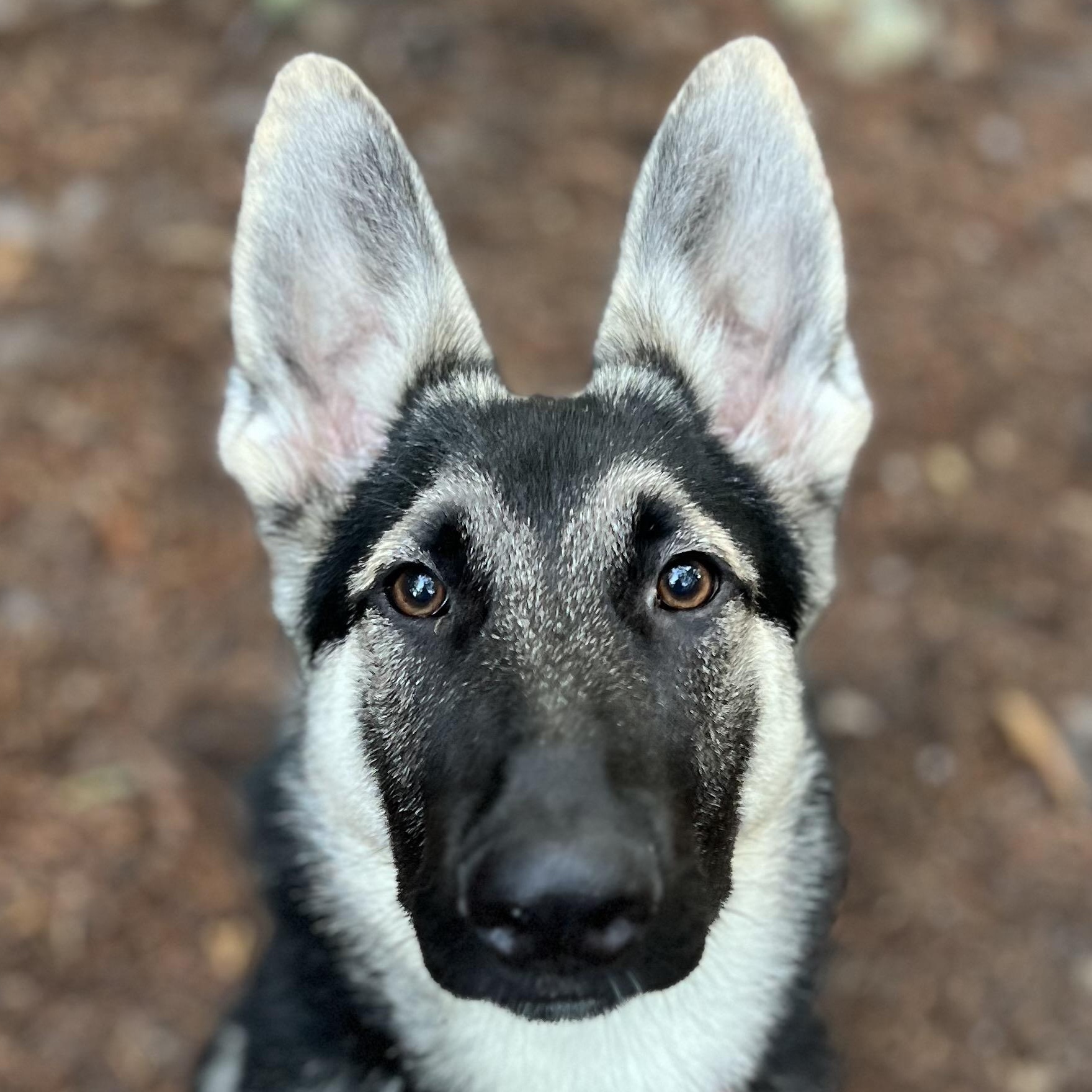 Xena, Young Female unknown