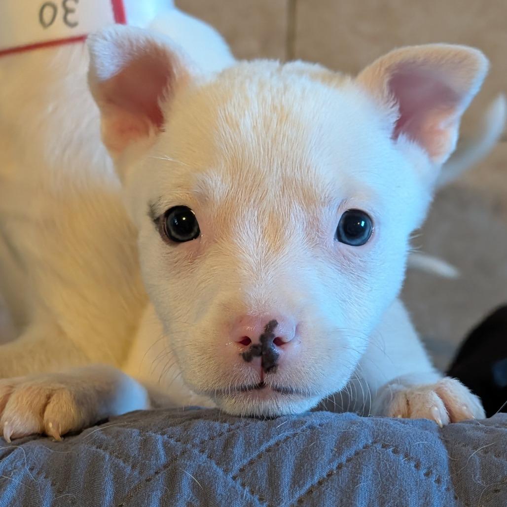 33 (2026), a Adoptable mixed breed in Parker, CO image 1/6