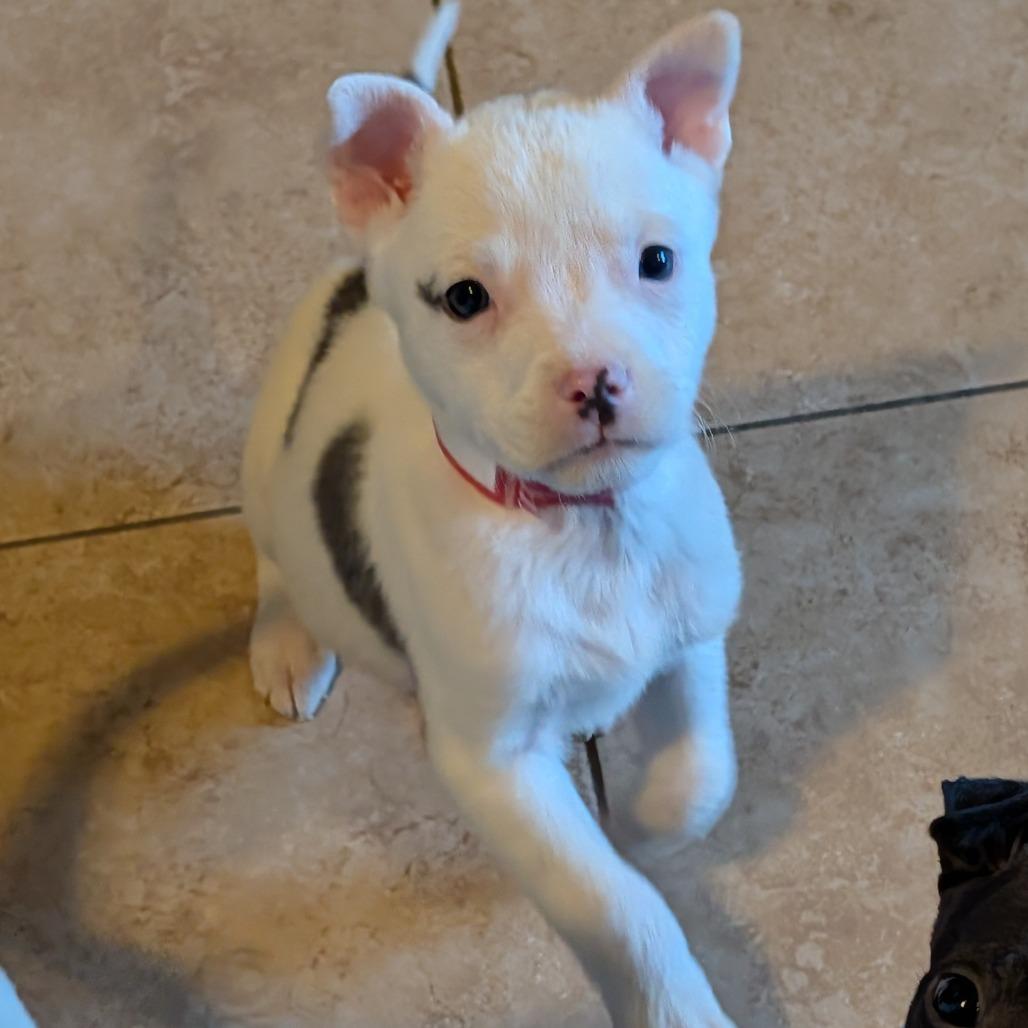 33 (2026), a Adoptable mixed breed in Parker, CO image 2/6