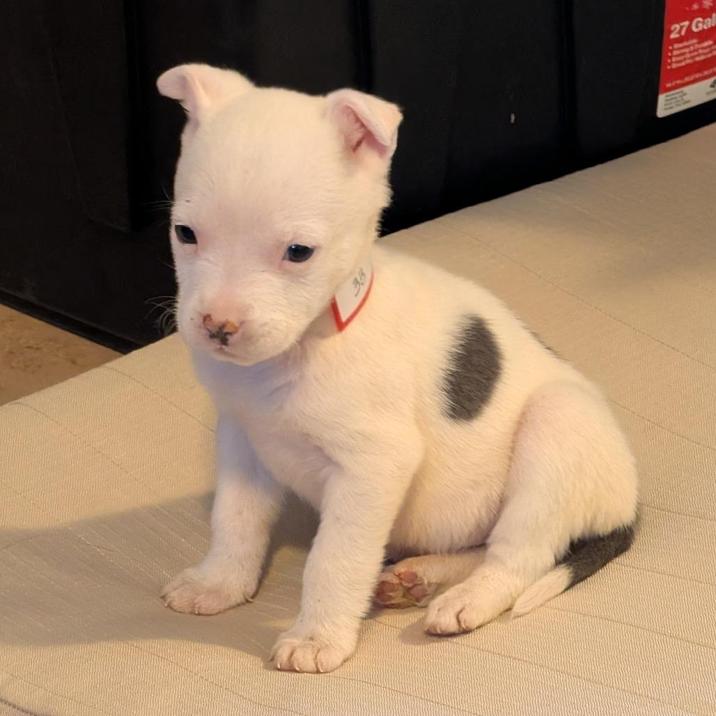33 (2026), a Adoptable mixed breed in Parker, CO image 4/6