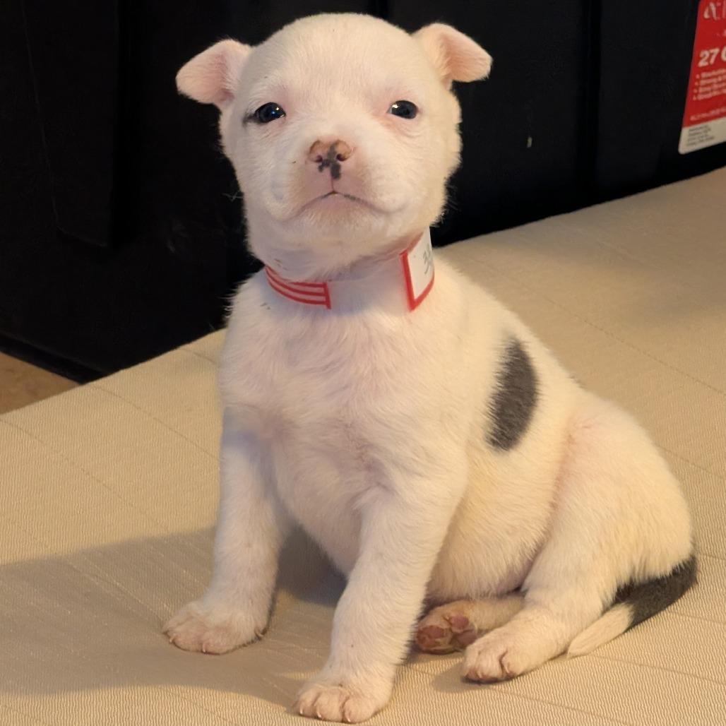 33 (2026), a Adoptable mixed breed in Parker, CO image 5/6